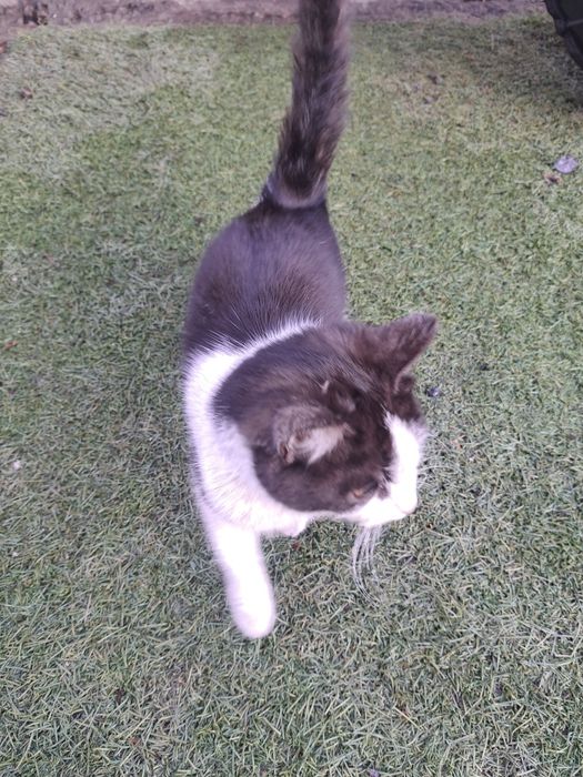 Кот в добрые руки