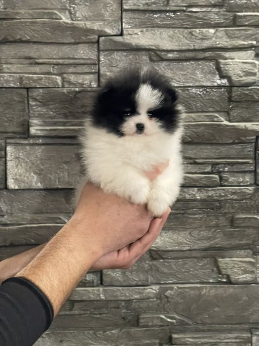 Померан померани