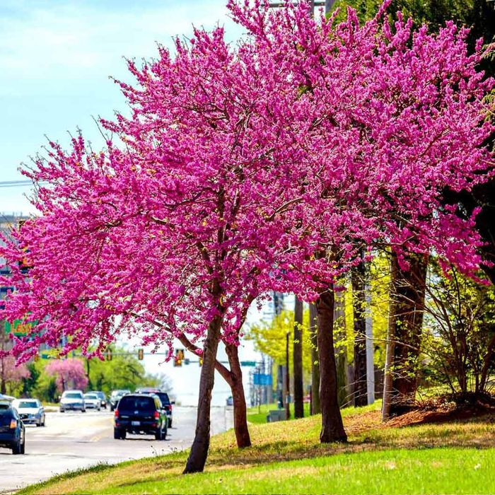 Cercis Oklahoma.