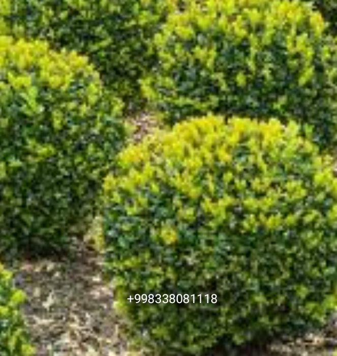 Шамшод сотилади доналаб ва оптомга