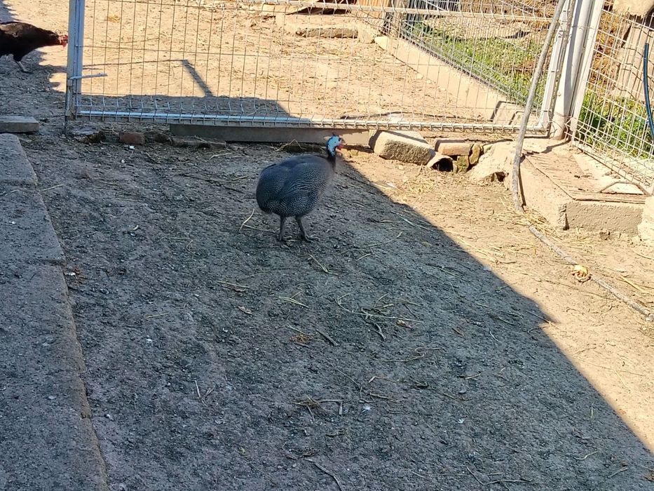 Vind bibiloi tânăr