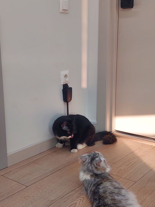 Котенок мальчик ласковый Ташкент