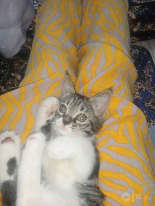 Mushuk xadiyaga beriladi