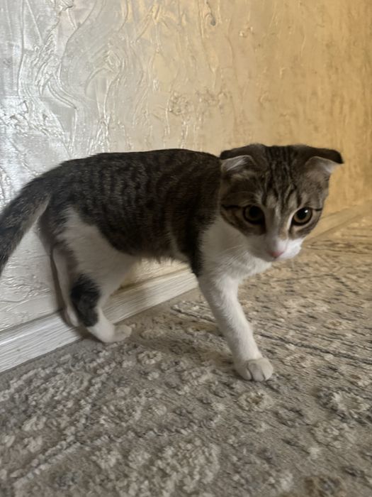 Отдам в добрые руки котенка