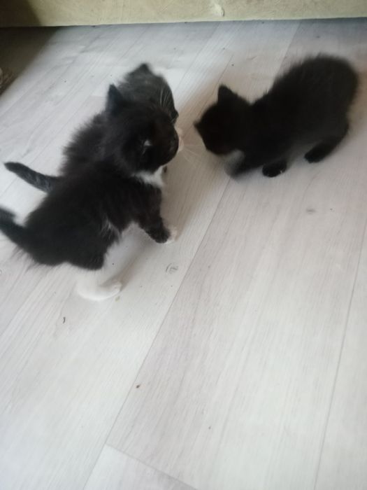 Одам добрые руки котят