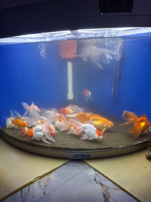 Красный шапочка красная оранда