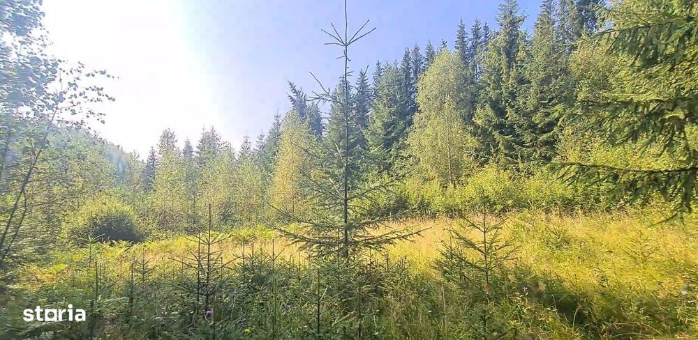 Neagra Sarului - Saru Dornei, Teren S = 6450 mp; 13 km de Vatra Dornei