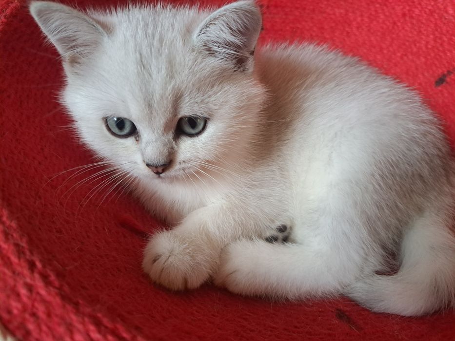 Шотландско котенце