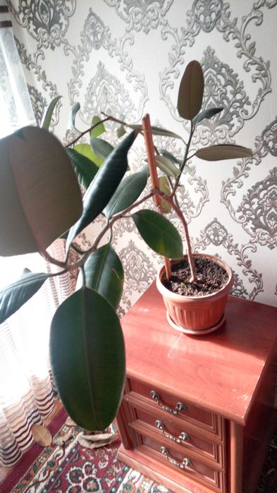 Три цветка фикуса