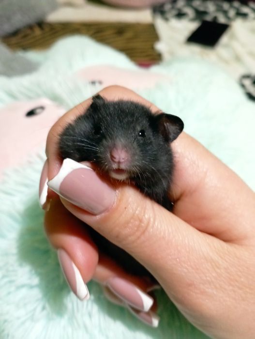 Сирийские хомячки