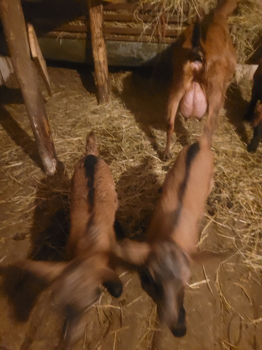 Vand 3 iezi(tapi)ciutii genetic, alpina franceza!