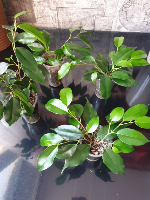 Фикус Бенджамина