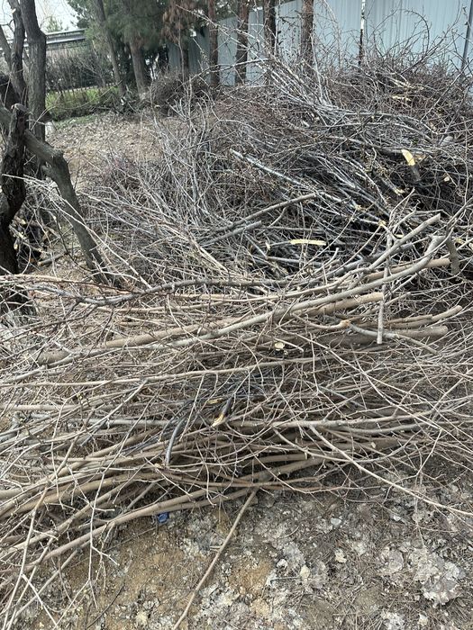 Daraxt shoxlari keb obketsela boldi