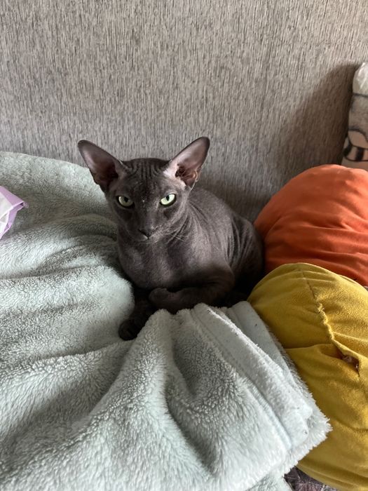 Кот сфинкс бесплатно