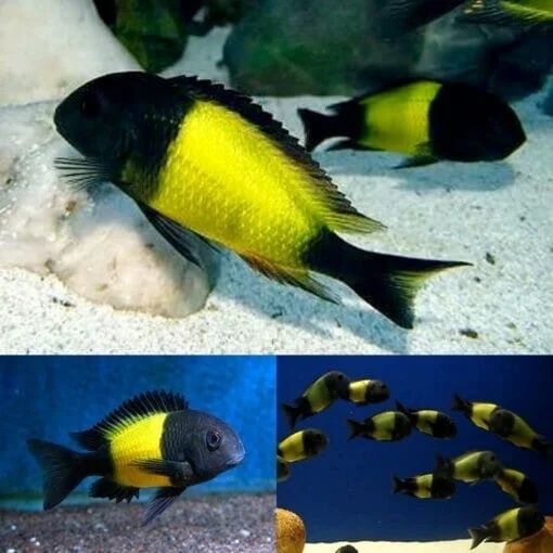 Африкански Цихлиди Танганика