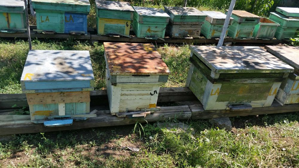 Miere de albine naturala, Salcam, Tei, poliflora Vivo Constanta 4-5