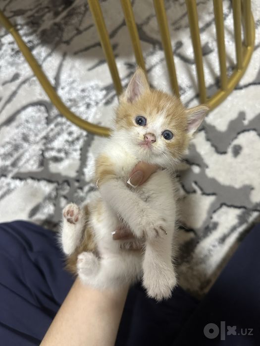 Котят отдаём в добрые руки, отдам даром