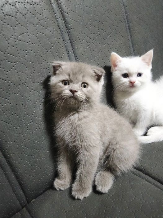 Продаются породистые 3шт котята!!!