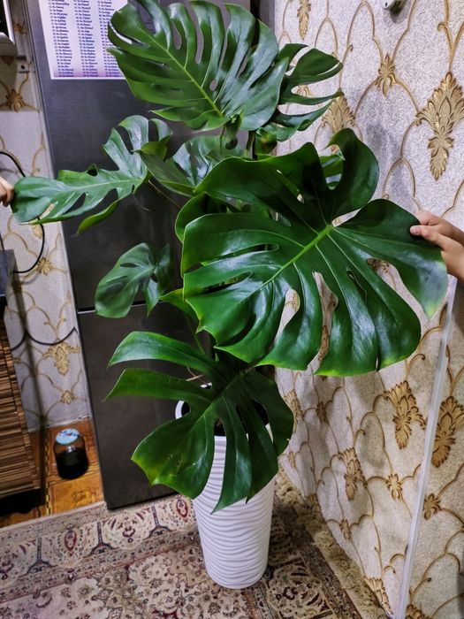 Растения комнатные.  Есть доставка