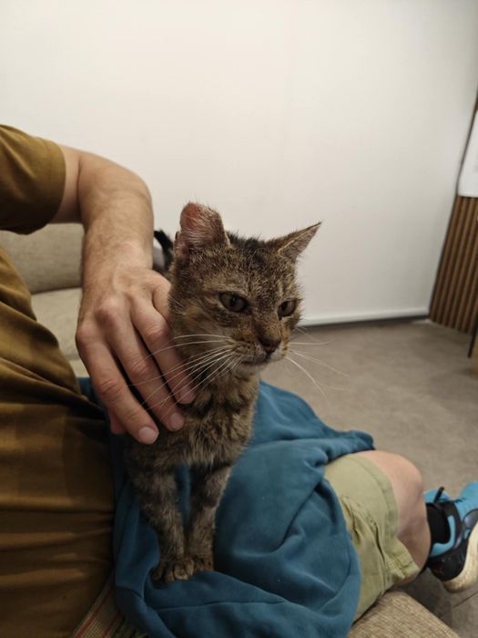 Гальовен кот  търси дом!