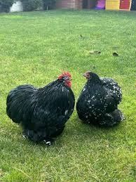 Vand Gaini Cochinchina pitice si Mii de flori