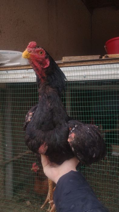 Shamo Hõroz sotiladi