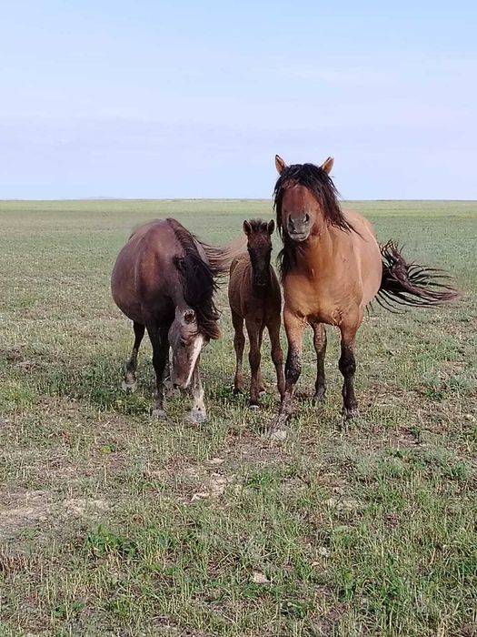 продаю жеребца, айғыр сатылады