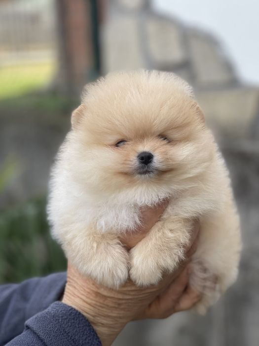 Померан Мини