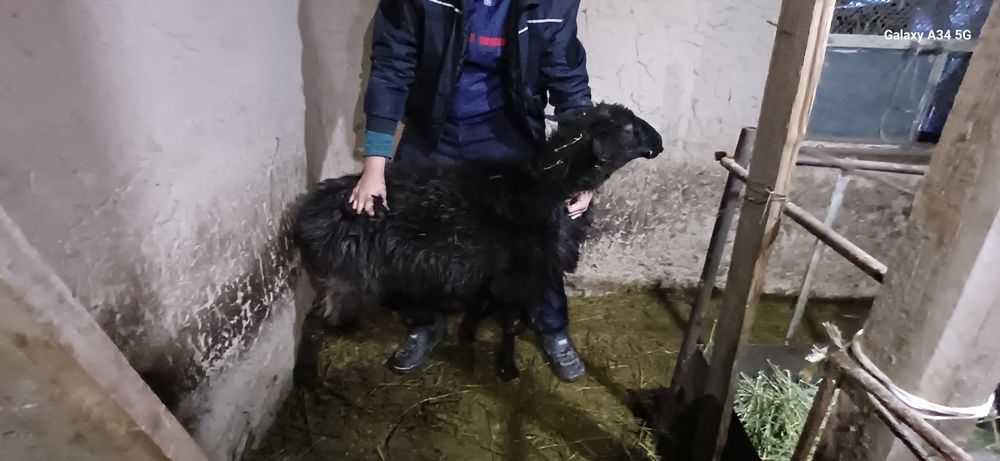 Qo'y sotiladi. 1,5 yosh, qisir, eb ichishiga javob. Продаю ярку. Возра