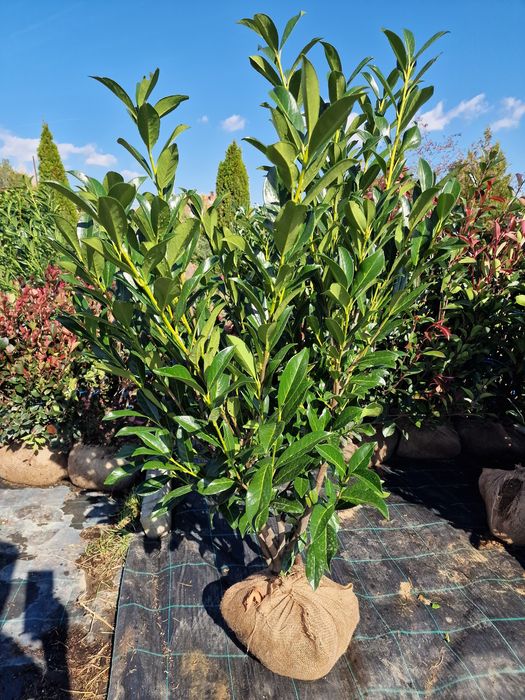 Laur Englezesc Prunus Laurocerasus 120 cm Photinia