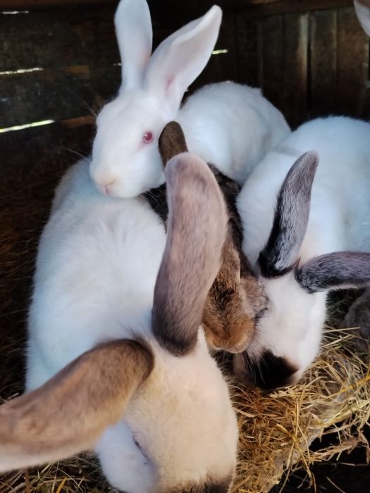 Pui de iepure californian/fluture german/urias german de diferite varste