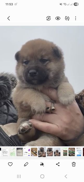 Сиба ину щенки девочка и мальчик