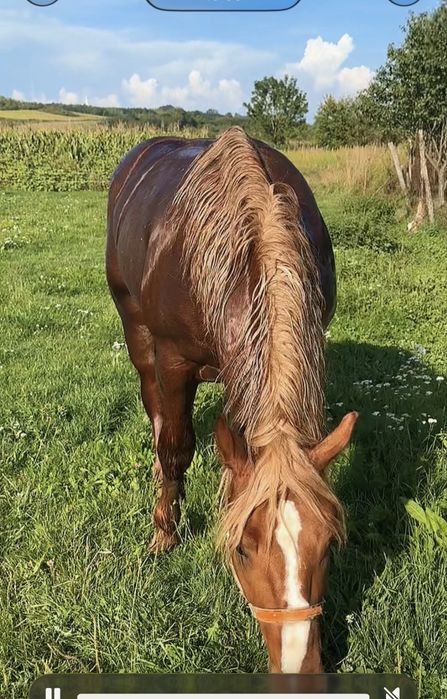 Cal de vanzare invatat la ham