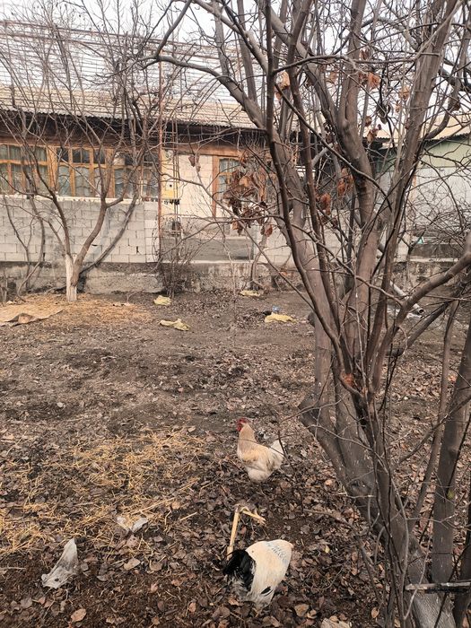 Уй товуклар сотилади