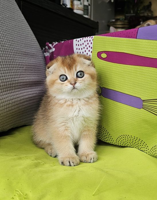 Късокосмести котенца