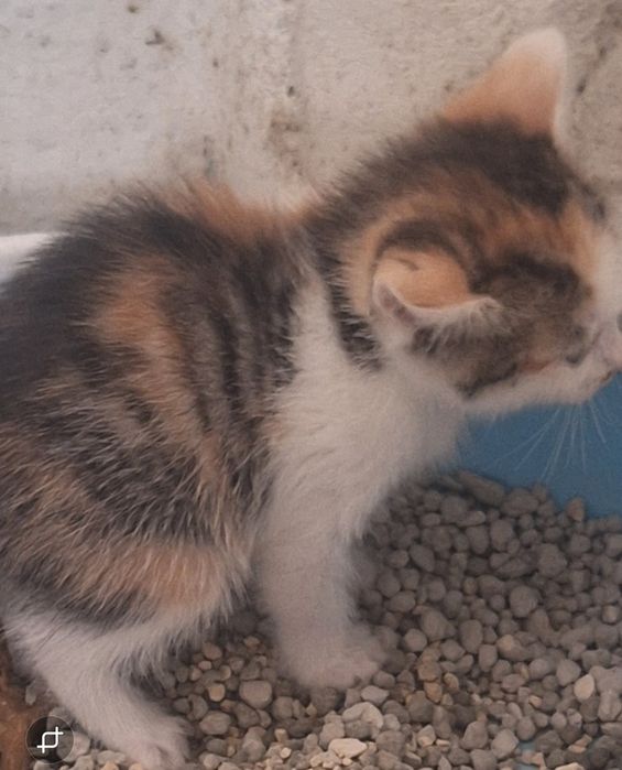 Котёнок Мисандия