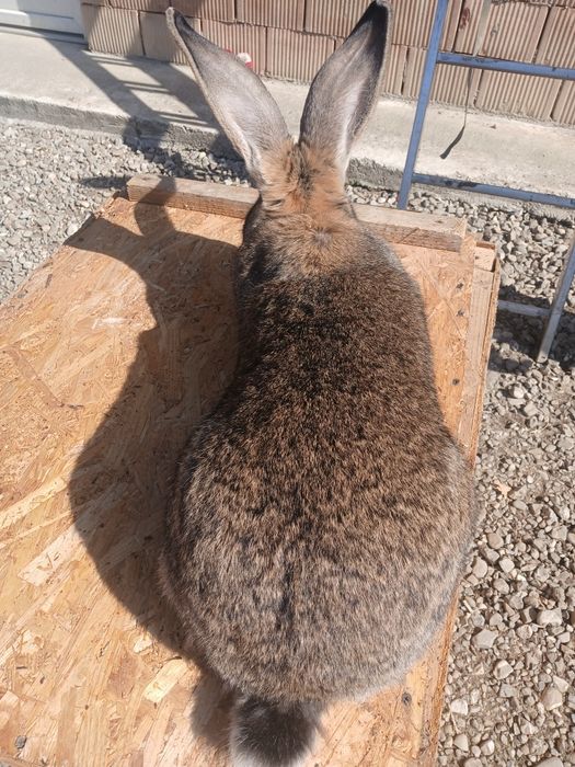 Iepuroaice urias german