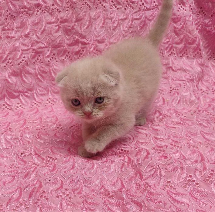 Продается элитный котенок фолд, мальчик, лилового окраса.