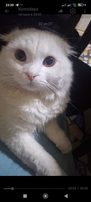 Vyazkaga erkak mushuk