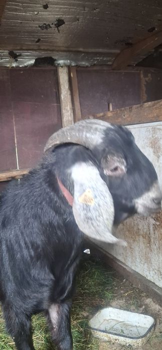 Vând țap anglo nubian