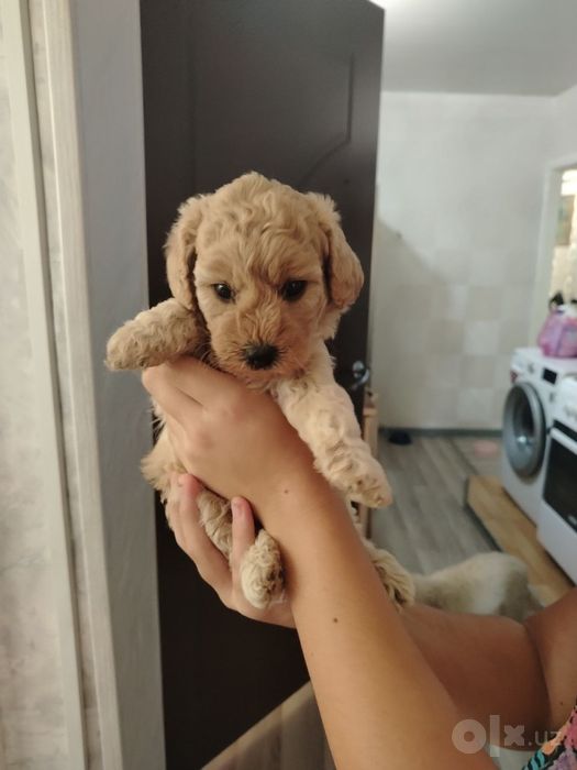 Продаються щенки пуделя