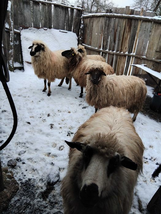 OII si un Berbec Sau Schimb Cu vitele