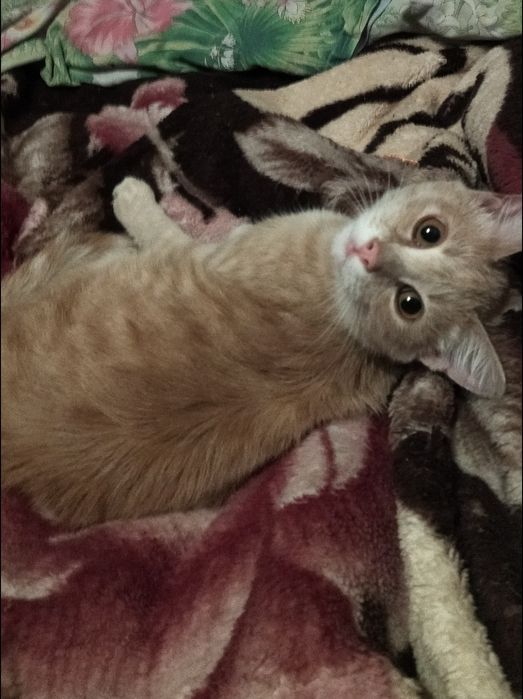 Котик ищет дом .