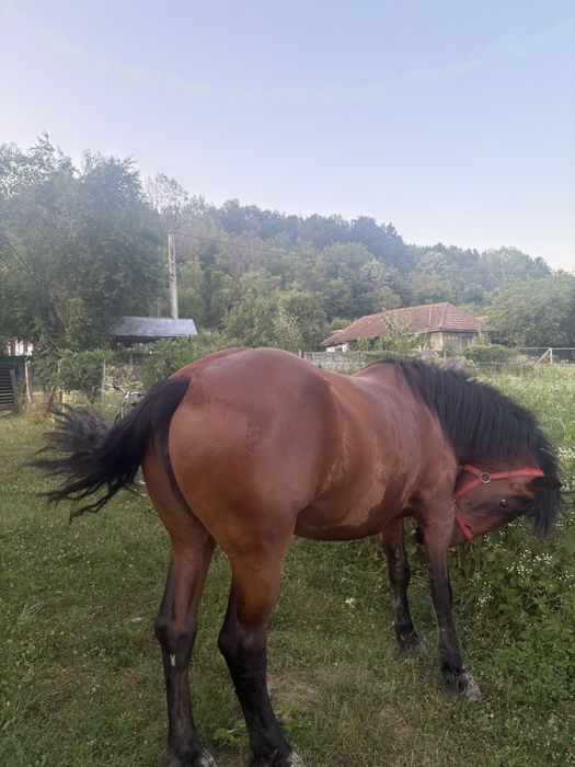 Vand iapa in varsta de 4 ani