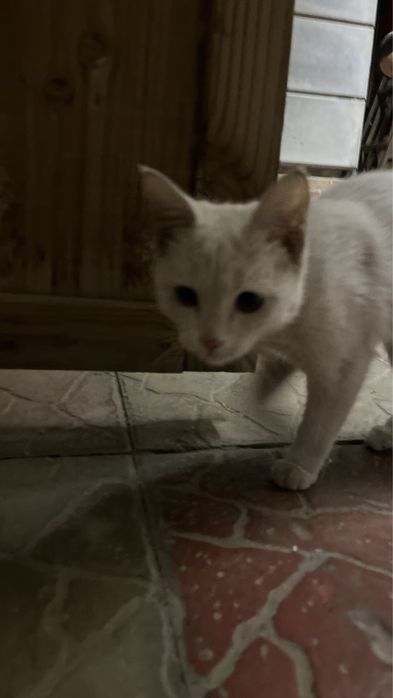 котенок маленький бесплатно