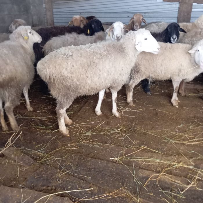 Кой семз сатылады