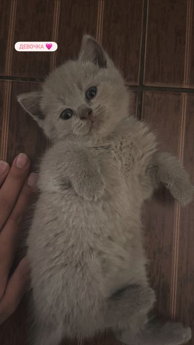 Британские котята