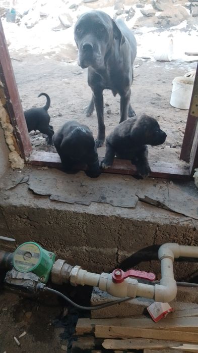 Порода Кане корсе