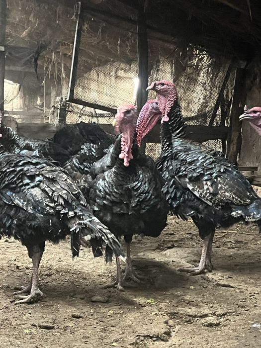 Гибрид қораздар сатылады