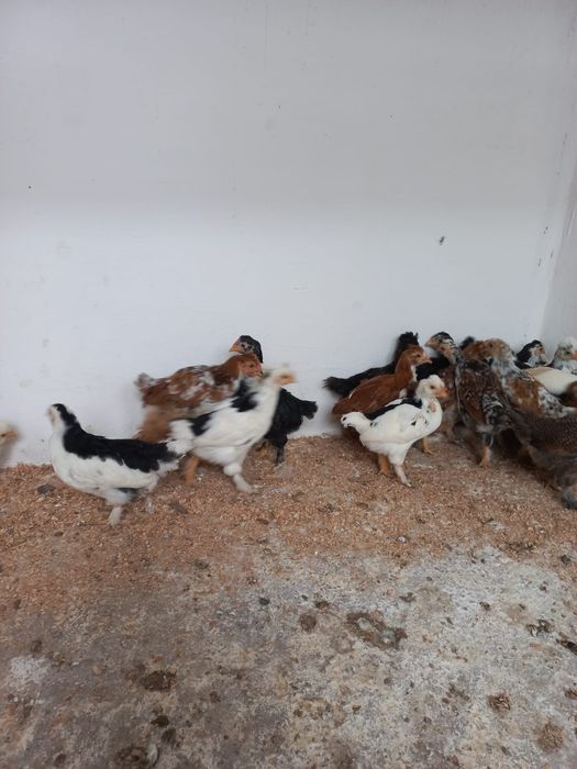 Vând pui motati  bărboși încălțați